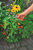 WOLF GARTEN SEKATOR KOWADEŁKOWY RS 2500 73CFA003650